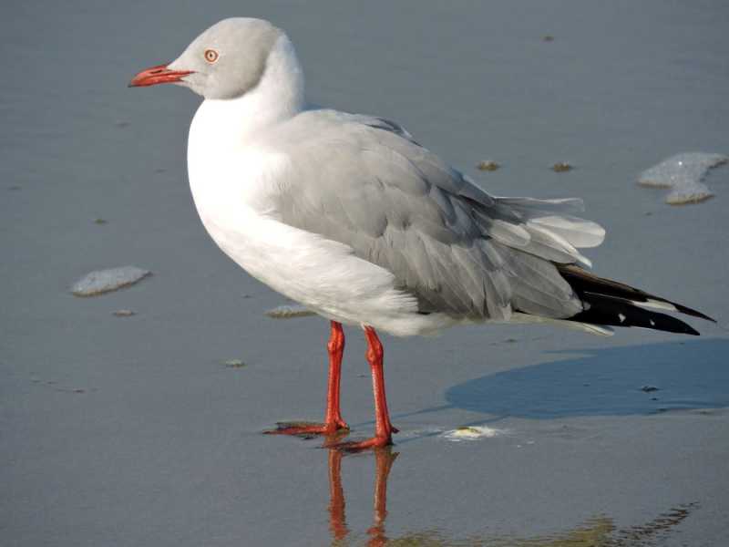 Перу, в натуре! Крайний север, декабрь 2025 – январь 2026