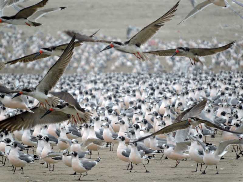 Перу, в натуре! Крайний север, декабрь 2025 – январь 2026