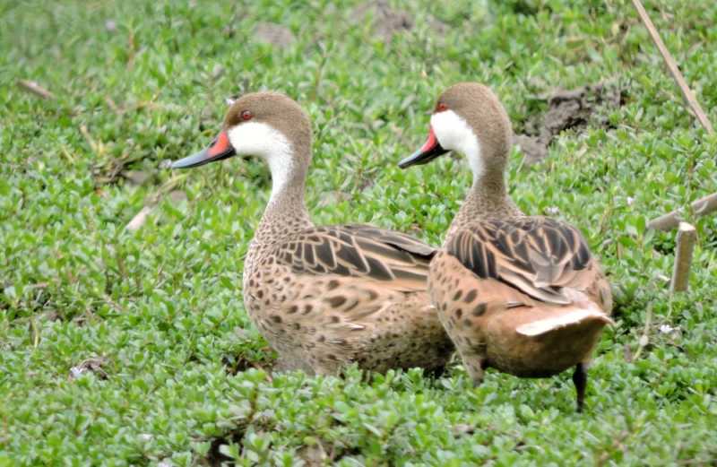 Перу, в натуре! Крайний север, декабрь 2025 – январь 2026