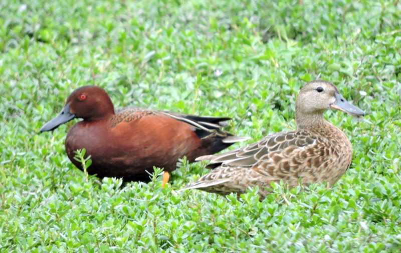 Перу, в натуре! Крайний север, декабрь 2025 – январь 2026