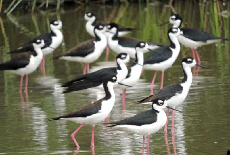 Перу, в натуре! Крайний север, декабрь 2025 – январь 2026