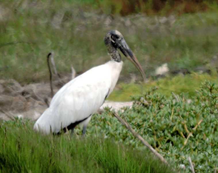 Перу, в натуре! Крайний север, декабрь 2025 – январь 2026