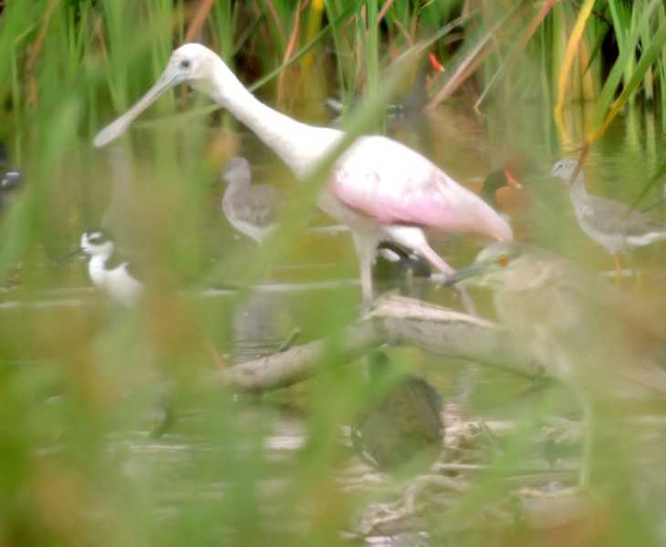 Перу, в натуре! Крайний север, декабрь 2025 – январь 2026