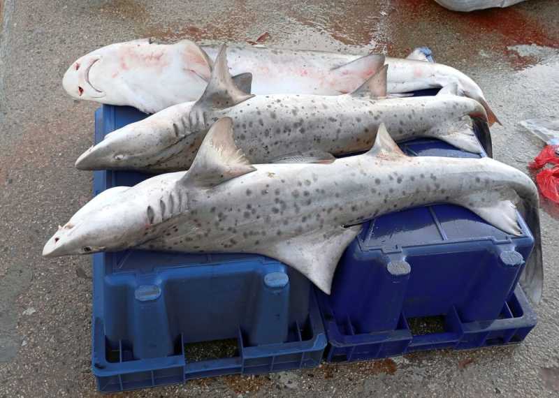 Перу, в натуре! Крайний север, декабрь 2025 – январь 2026