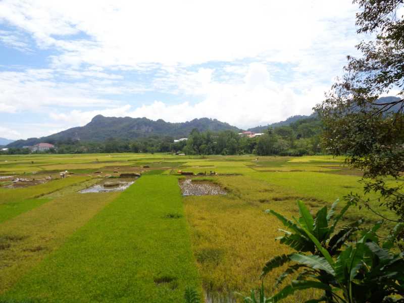 Восточная Индонезия (Молукки – Сулавеси – Флорес)