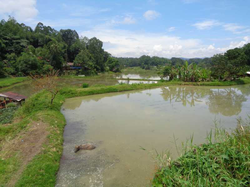 Восточная Индонезия (Молукки – Сулавеси – Флорес)