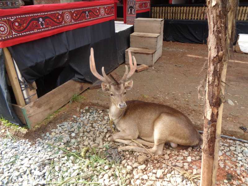 Восточная Индонезия (Молукки – Сулавеси – Флорес)