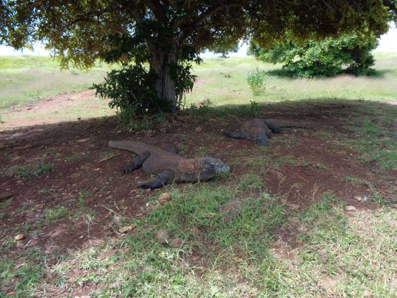 Восточная Индонезия (Молукки – Сулавеси – Флорес)