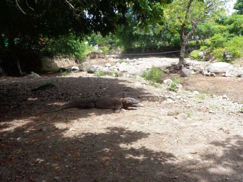 Восточная Индонезия (Молукки – Сулавеси – Флорес)