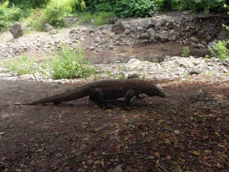 Восточная Индонезия (Молукки – Сулавеси – Флорес)