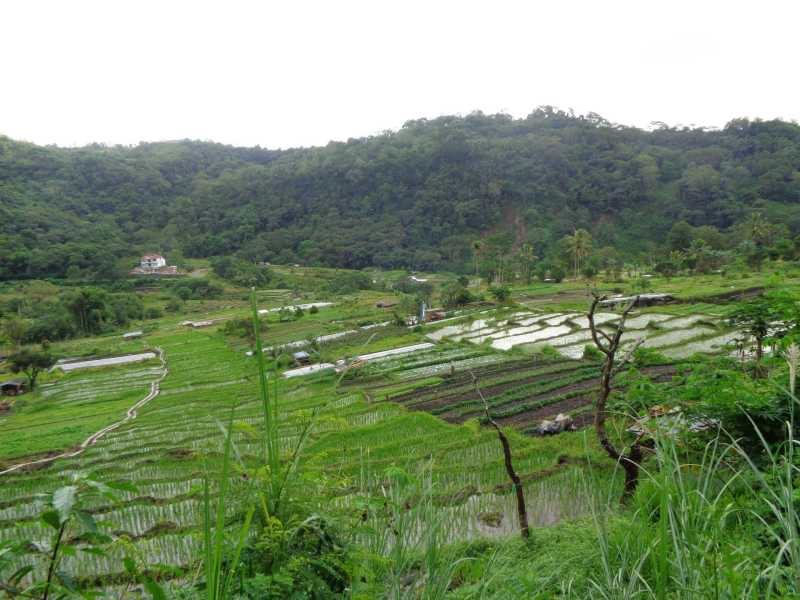 Восточная Индонезия (Молукки – Сулавеси – Флорес)