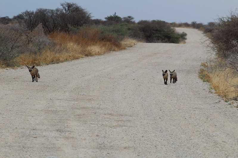 Южно-африканские приключения часть 2 20000 км (Намибия, Ботсвана, Замбия, Малави, Мозамбик) октябрь-декабрь 2025