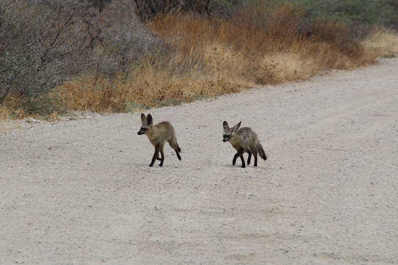 Южно-африканские приключения часть 2 20000 км (Намибия, Ботсвана, Замбия, Малави, Мозамбик) октябрь-декабрь 2025