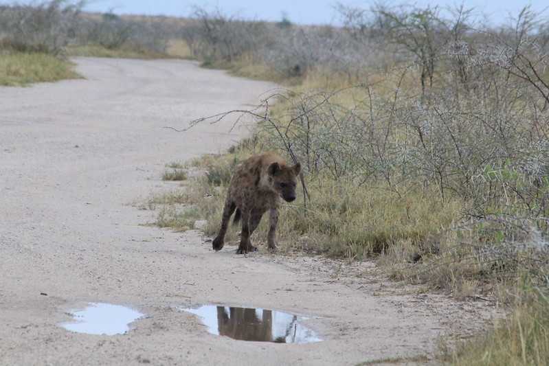 Южно-африканские приключения часть 2 20000 км (Намибия, Ботсвана, Замбия, Малави, Мозамбик) октябрь-декабрь 2025