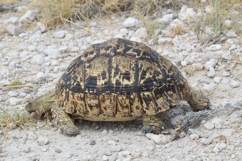 Южно-африканские приключения часть 2 20000 км (Намибия, Ботсвана, Замбия, Малави, Мозамбик) октябрь-декабрь 2025