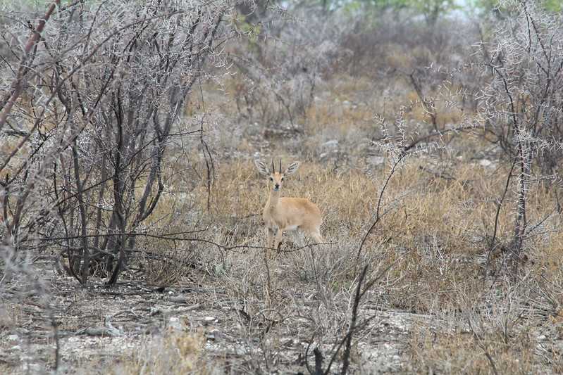 Южно-африканские приключения часть 2 20000 км (Намибия, Ботсвана, Замбия, Малави, Мозамбик) октябрь-декабрь 2025