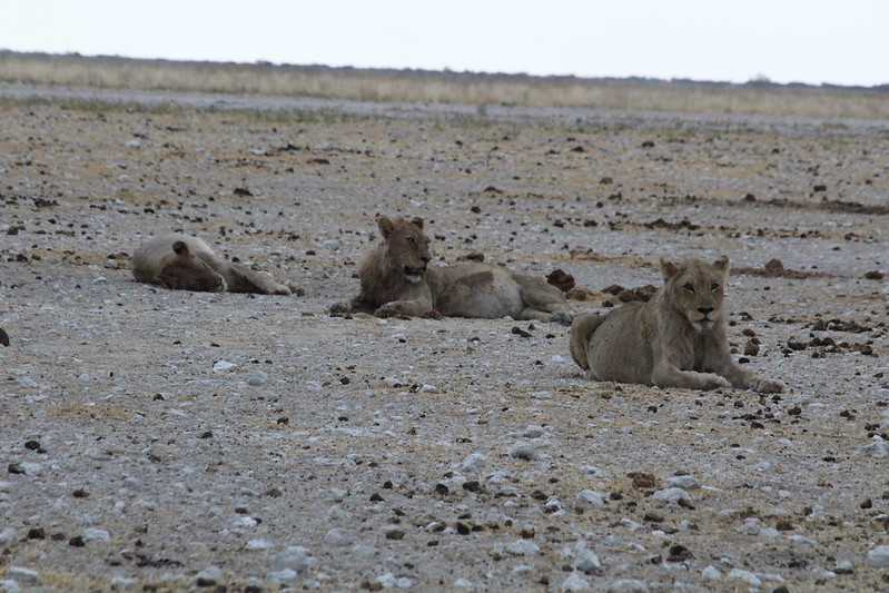 Южно-африканские приключения часть 2 20000 км (Намибия, Ботсвана, Замбия, Малави, Мозамбик) октябрь-декабрь 2025