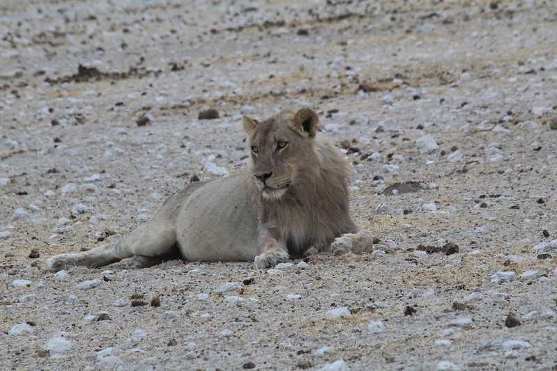 Южно-африканские приключения часть 2 20000 км (Намибия, Ботсвана, Замбия, Малави, Мозамбик) октябрь-декабрь 2025