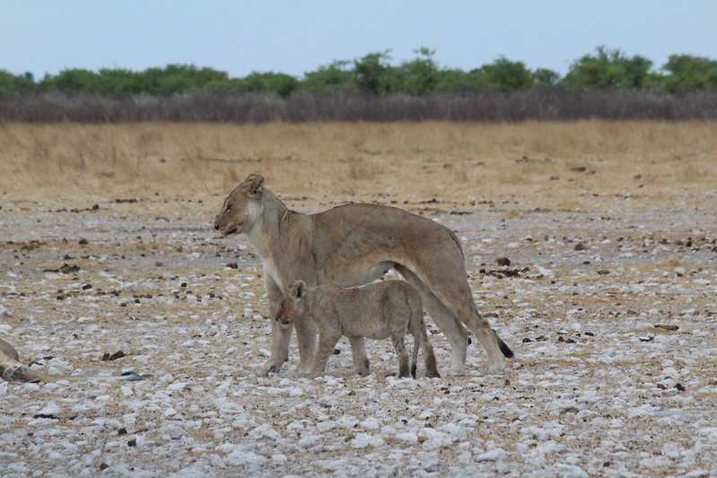 Южно-африканские приключения часть 2 20000 км (Намибия, Ботсвана, Замбия, Малави, Мозамбик) октябрь-декабрь 2025