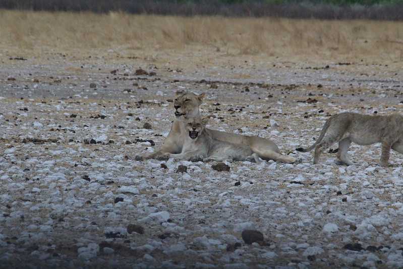 Южно-африканские приключения часть 2 20000 км (Намибия, Ботсвана, Замбия, Малави, Мозамбик) октябрь-декабрь 2025