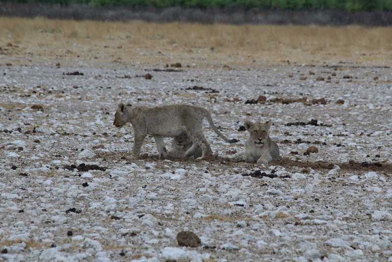 Южно-африканские приключения часть 2 20000 км (Намибия, Ботсвана, Замбия, Малави, Мозамбик) октябрь-декабрь 2025