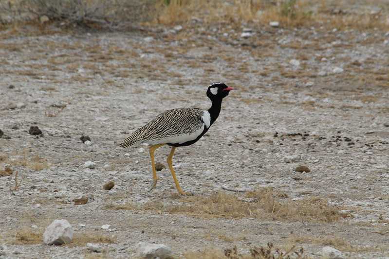 Южно-африканские приключения часть 2 20000 км (Намибия, Ботсвана, Замбия, Малави, Мозамбик) октябрь-декабрь 2025