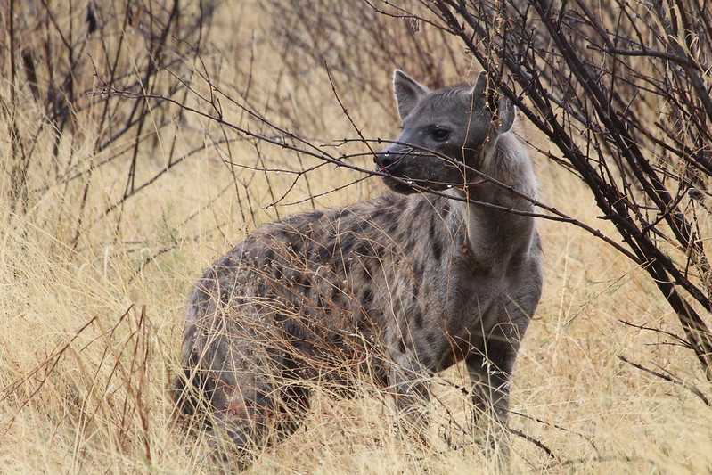 Южно-африканские приключения часть 2 20000 км (Намибия, Ботсвана, Замбия, Малави, Мозамбик) октябрь-декабрь 2025