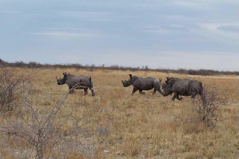 Южно-африканские приключения часть 2 20000 км (Намибия, Ботсвана, Замбия, Малави, Мозамбик) октябрь-декабрь 2025