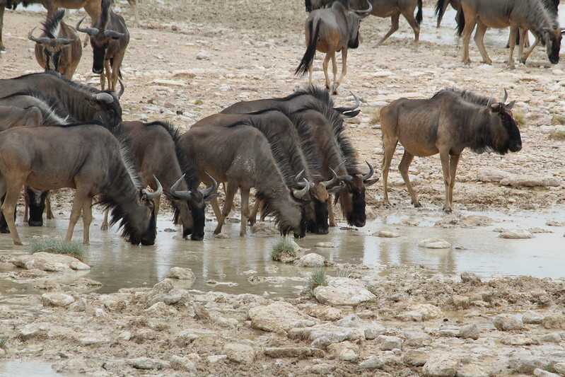 Южно-африканские приключения часть 2 20000 км (Намибия, Ботсвана, Замбия, Малави, Мозамбик) октябрь-декабрь 2025