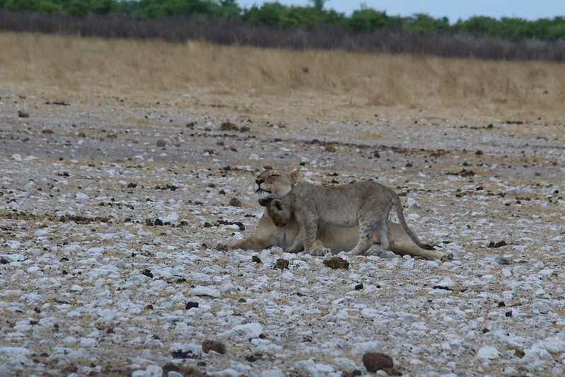 Южно-африканские приключения часть 2 20000 км (Намибия, Ботсвана, Замбия, Малави, Мозамбик) октябрь-декабрь 2025
