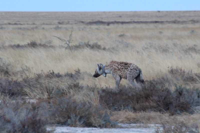 Южно-африканские приключения часть 2 20000 км (Намибия, Ботсвана, Замбия, Малави, Мозамбик) октябрь-декабрь 2025