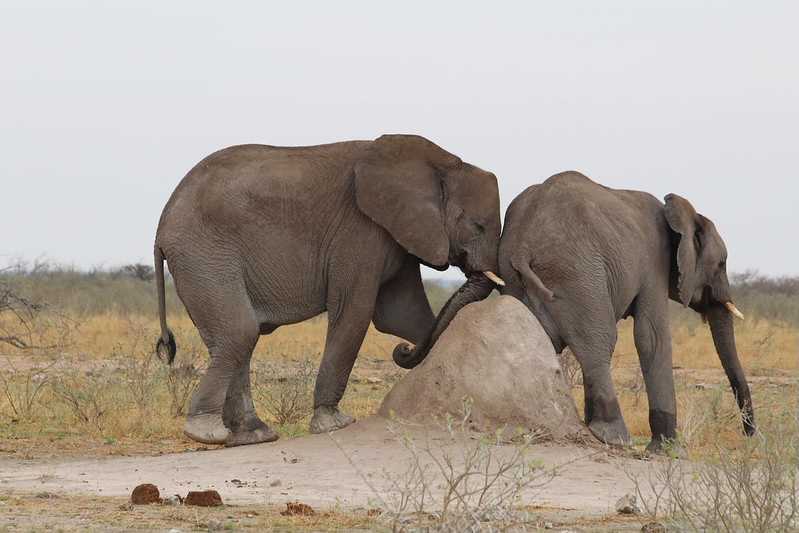 Южно-африканские приключения часть 2 20000 км (Намибия, Ботсвана, Замбия, Малави, Мозамбик) октябрь-декабрь 2025