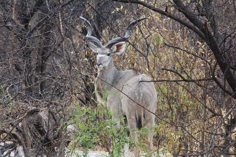 Южно-африканские приключения часть 2 20000 км (Намибия, Ботсвана, Замбия, Малави, Мозамбик) октябрь-декабрь 2025
