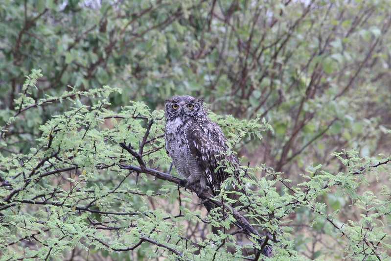 Южно-африканские приключения часть 2 20000 км (Намибия, Ботсвана, Замбия, Малави, Мозамбик) октябрь-декабрь 2025