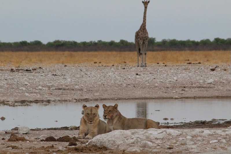 Южно-африканские приключения часть 2 20000 км (Намибия, Ботсвана, Замбия, Малави, Мозамбик) октябрь-декабрь 2025