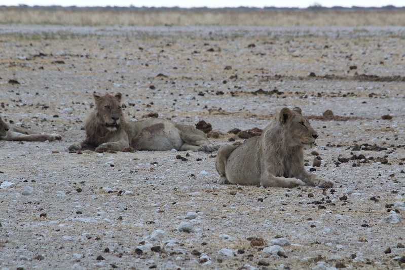 Южно-африканские приключения часть 2 20000 км (Намибия, Ботсвана, Замбия, Малави, Мозамбик) октябрь-декабрь 2025