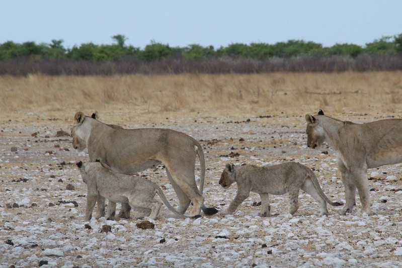 Южно-африканские приключения часть 2 20000 км (Намибия, Ботсвана, Замбия, Малави, Мозамбик) октябрь-декабрь 2025