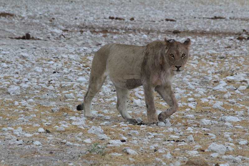 Южно-африканские приключения часть 2 20000 км (Намибия, Ботсвана, Замбия, Малави, Мозамбик) октябрь-декабрь 2025