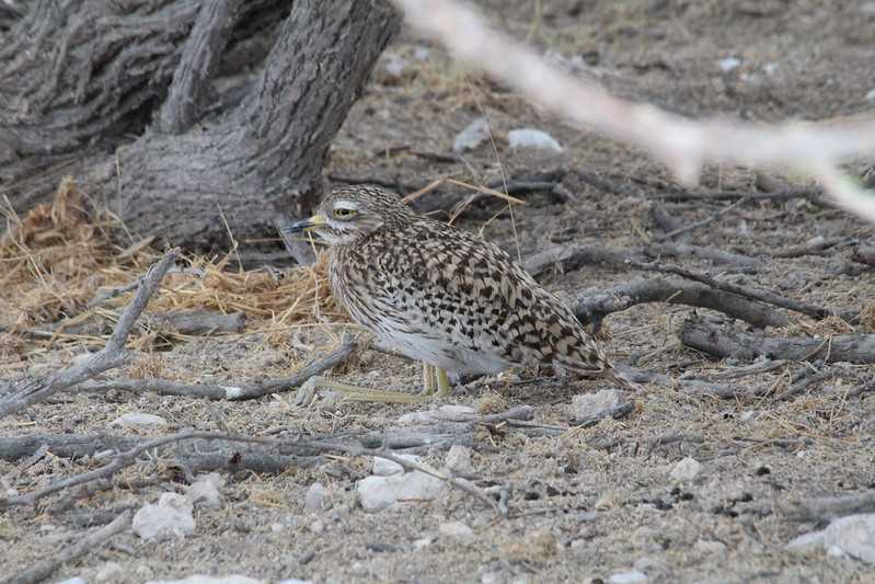 Южно-африканские приключения часть 2 20000 км (Намибия, Ботсвана, Замбия, Малави, Мозамбик) октябрь-декабрь 2025
