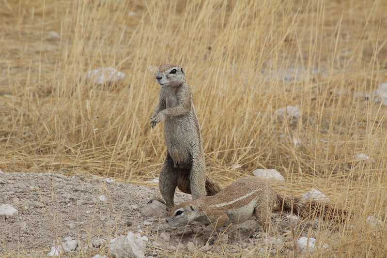 Южно-африканские приключения часть 2 20000 км (Намибия, Ботсвана, Замбия, Малави, Мозамбик) октябрь-декабрь 2025