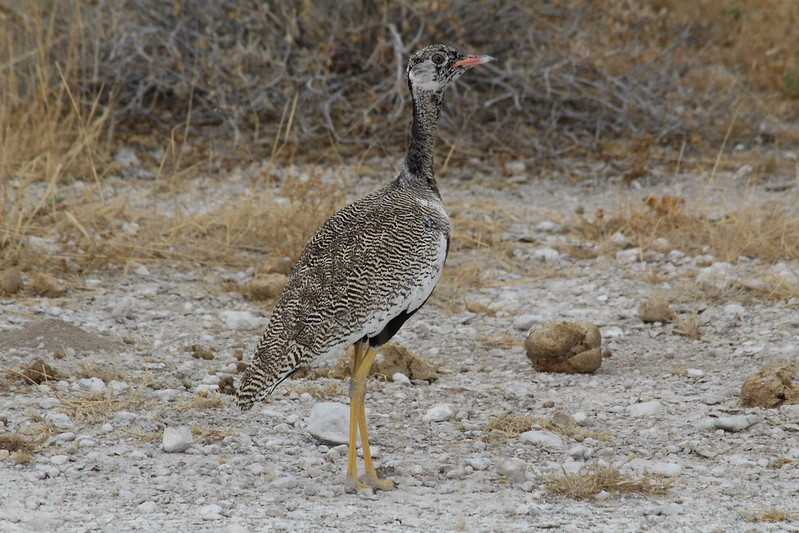 Южно-африканские приключения часть 2 20000 км (Намибия, Ботсвана, Замбия, Малави, Мозамбик) октябрь-декабрь 2025