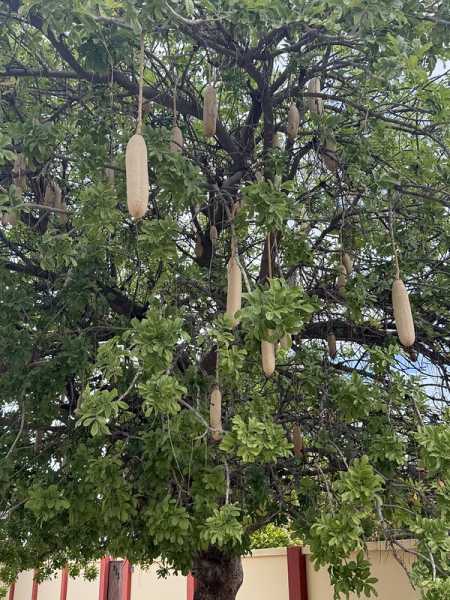 Южно-африканские приключения часть 2 20000 км (Намибия, Ботсвана, Замбия, Малави, Мозамбик) октябрь-декабрь 2025