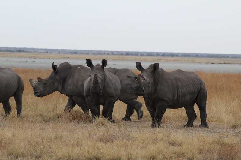 Южно-африканские приключения часть 2 20000 км (Намибия, Ботсвана, Замбия, Малави, Мозамбик) октябрь-декабрь 2025