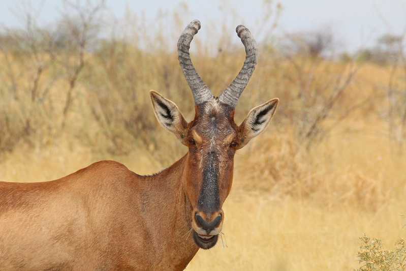 Южно-африканские приключения часть 2 20000 км (Намибия, Ботсвана, Замбия, Малави, Мозамбик) октябрь-декабрь 2025