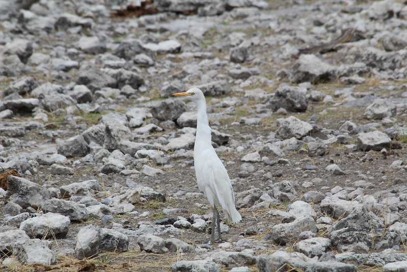 Южно-африканские приключения часть 2 20000 км (Намибия, Ботсвана, Замбия, Малави, Мозамбик) октябрь-декабрь 2025