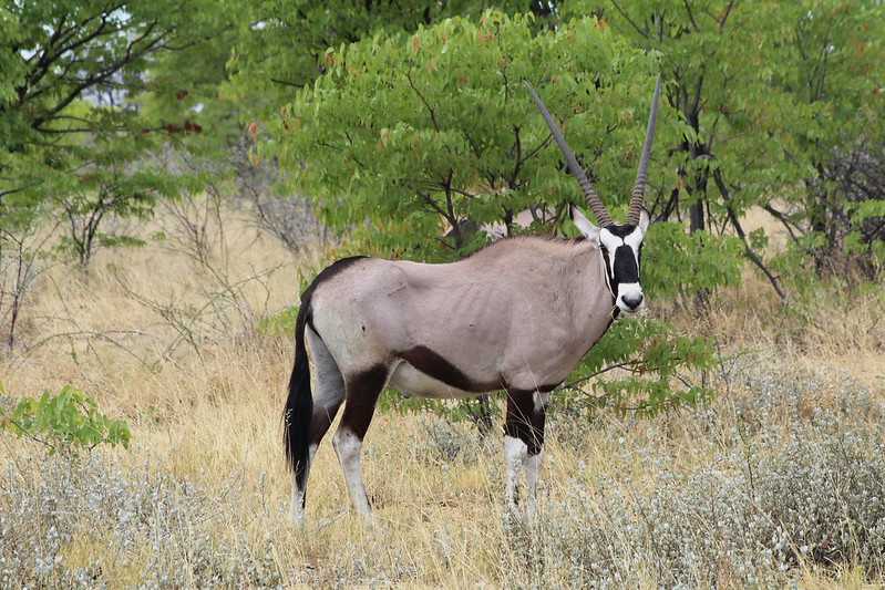 Южно-африканские приключения часть 2 20000 км (Намибия, Ботсвана, Замбия, Малави, Мозамбик) октябрь-декабрь 2025