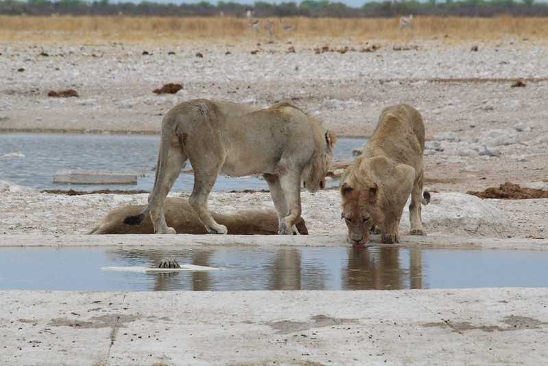 Южно-африканские приключения часть 2 20000 км (Намибия, Ботсвана, Замбия, Малави, Мозамбик) октябрь-декабрь 2025