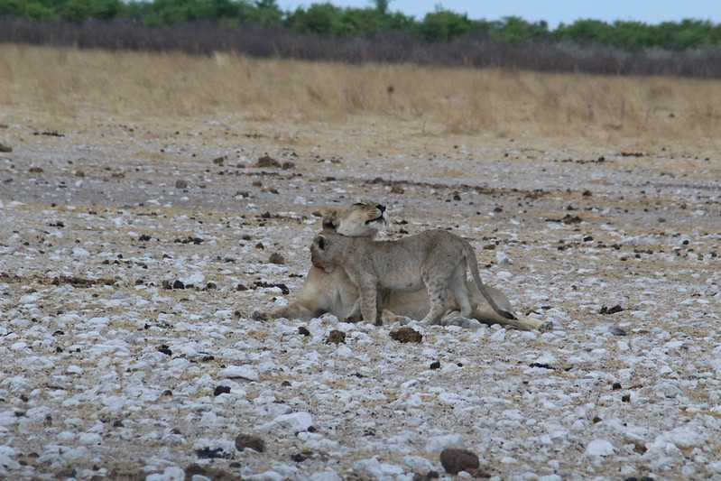 Южно-африканские приключения часть 2 20000 км (Намибия, Ботсвана, Замбия, Малави, Мозамбик) октябрь-декабрь 2025