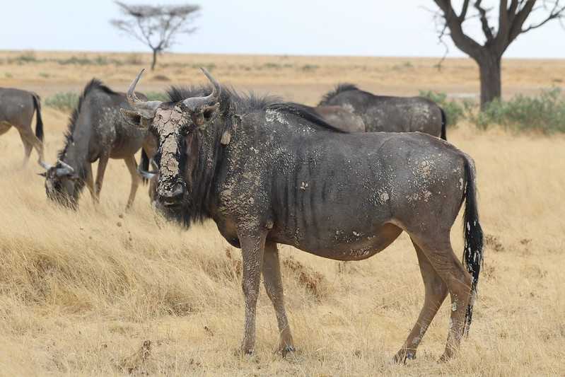 Южно-африканские приключения часть 2 20000 км (Намибия, Ботсвана, Замбия, Малави, Мозамбик) октябрь-декабрь 2025