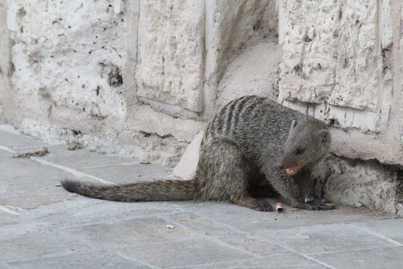 Южно-африканские приключения часть 2 20000 км (Намибия, Ботсвана, Замбия, Малави, Мозамбик) октябрь-декабрь 2025